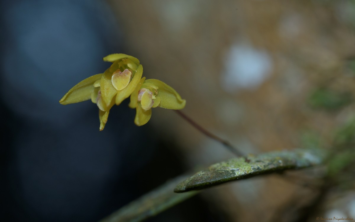Bulbophyllum petiolare Thwaites